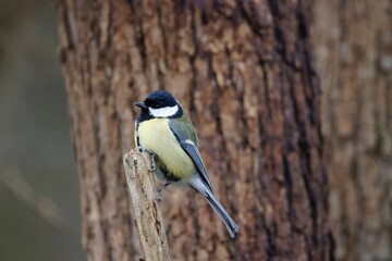 Obraz premium Great tit, Parus major
