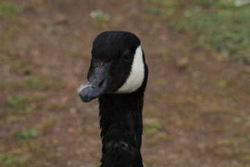 country goose portrait