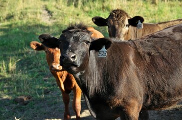 Close up of Herd of multi colored beef cattle in green countryside pasture 