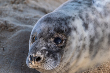 Grey seal pup, at around 4-5 weeks old, laying/resting on Horsey Gap beach in north Norfolk. Photographed in January 2022.