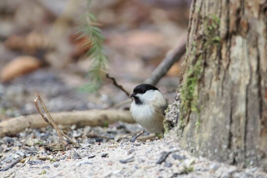 Montanus Bilder Durchsuchen 5,631 Archivfotos, und