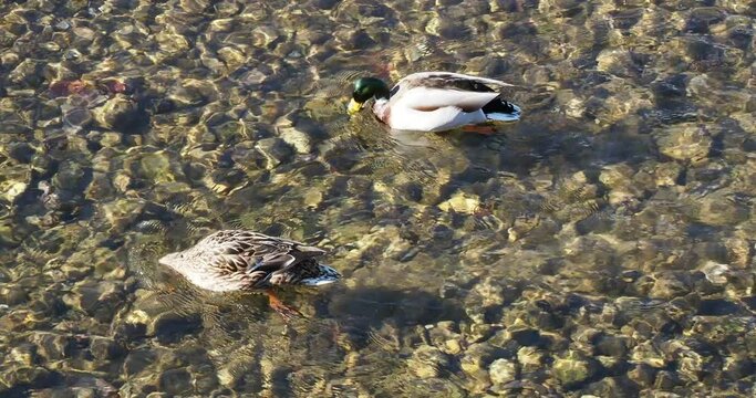 Vid&eacute;o d'un couple de canards colverts ou canards mallards (Anas platyrhynchos) m&acirc;le et femelle cherchant de la nourriture sous l'eau