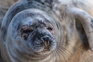Naklejka premium Grey seal pup, at around 4-5 weeks old, laying/resting on Horsey Gap beach in north Norfolk. Photographed in January 2022.