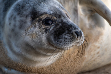 Grey seal pup, at around 4-5 weeks old, laying/resting on Horsey Gap beach in north Norfolk. Photographed in January 2022.