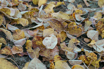 A beautiful autumn tree with fallen yellow leaves lying around the trunk of a tree in an autumn park, covered with fallen yellow leaves from a tree. A bunch of yellow leaves after the first frost