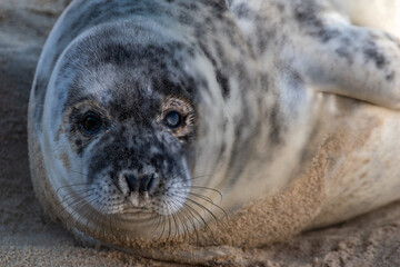 Naklejka premium Grey seal pup, at around 4-5 weeks old, laying/resting on Horsey Gap beach in north Norfolk. Photographed in January 2022.