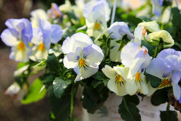 Potted Viola Vittrockiana plant in the garden