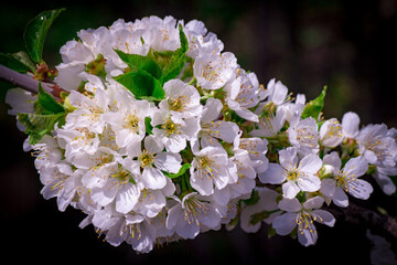 beautiful closeup spring blossoming tree
