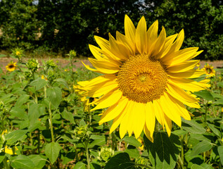 Sonnenblume am Waldrand
