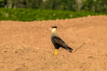 Southern Caracara (Caracara plancus) perched on an area of soil for planting, on a farm in Brazil