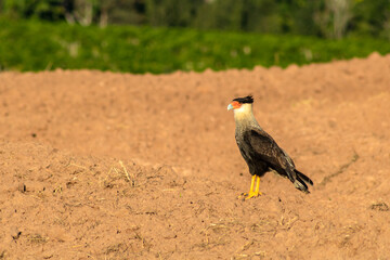 Southern Caracara (Caracara plancus) perched on an area of soil for planting, on a farm in Brazil