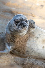 Naklejka premium 4-5 week old grey seal pup laying/resting on Horsey Gap beach in north Norfolk. Photographed during the 2022 breeding season.