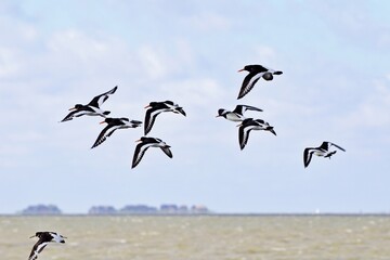 Austernfischer im Flug