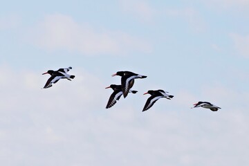 Austernfischer im Flug