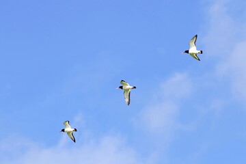 Vogelschwarm fliegt durch die Luft