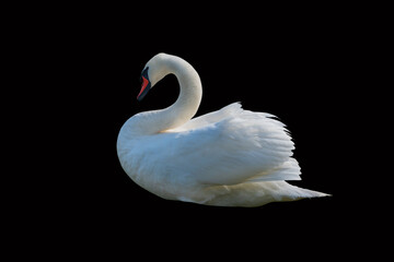 Naklejka premium Swan on a black surface.