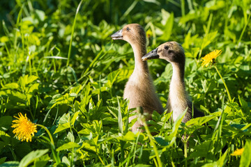 Two little domestic gray duckling in green grass