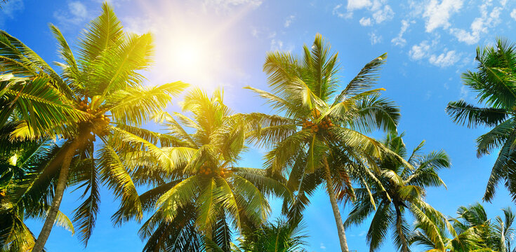 Coconut palms and sun on the blue sky . Wide photo. Travel and vacation concept