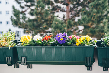 Beautiful primroses bloom on the balcony at spring time. Natural backgound. Home gardening