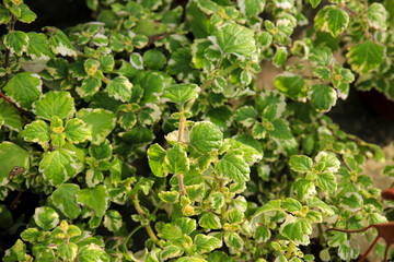 Fototapeta na wymiar Plectranthus Coleoides plants in the garden