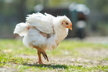 Hen feed on traditional rural barnyard. Close up of chicken standing on barn yard with green grass. Free range poultry farming concept.