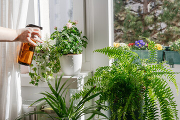 Woman taking care and watering dry indoor green plants. Home gardening and urban jungle concept © Katecat