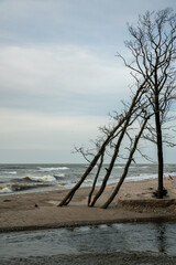 Coast of Baltic sea with broken trees.