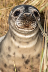 Portrait of a 4-5 week old grey seal pup laying/resting in the grassy dunes of Horsey Gap beach on the north Norfolk coast, England. Photographed during the 2022 breeding season.