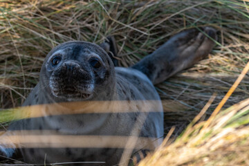 Portrait of a 4-5 week old grey seal pup laying/resting in the grassy dunes of Horsey Gap beach on the north Norfolk coast, England. Photographed during the 2022 breeding season.