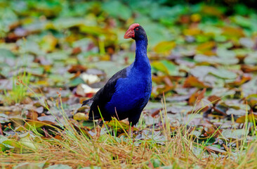 Australasian swamphen