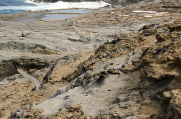 Juvenile Cory's shearwater Calonectris borealis taking flight. Gran Canaria. Canary Islands. Spain.