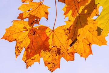 Fototapeta na wymiar orange and yellow autumn maple leaves against the sky background
