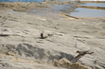 Juvenile Cory's shearwater Calonectris borealis taking flight. Gran Canaria. Canary Islands. Spain.