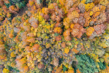 Amazing colorful forest in Switzerland. There are so many different colours in the trees. wonderful flight with a drone and an amazing view over the beautiful landscape.