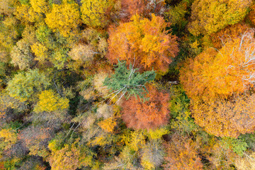 Amazing colorful forest in Switzerland. There are so many different colours in the trees. wonderful flight with a drone and an amazing view over the beautiful landscape.