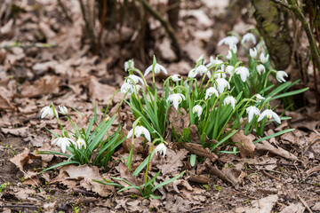 Flowers of snowdrop spring garden. Common snowdrop Galanthus nivalis flowers