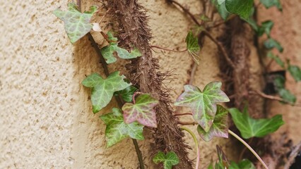  Branches of Climbing Plant Growing on Building Rough Wall Plasterwork