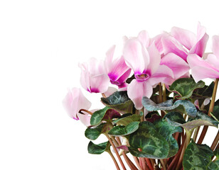A bouquet of pink flowers of cyclamen close up isolated on white background