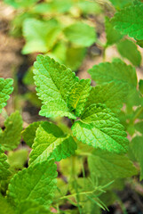 Lemon Balm plant close up, Melissa officinalis growing in the garden