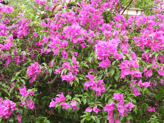 pink flowers of the bougainvillea