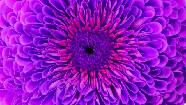 Purple flower macro blooming time lapse
