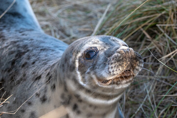 Portrait of a 4-5 week old grey seal pup laying/resting in the grassy dunes of Horsey Gap beach on the north Norfolk coast, England. Photographed during the 2022 breeding season.