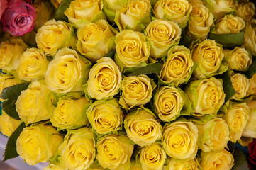 Obraz na płótnie Canvas large bouquet of yellow roses in rich shades. a gift for a birthday, wedding or Mother's Day