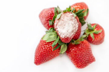 gray mold on red ripe fresh strawberries from the farm is detected during the quality control process before being sent for sale to the supermarket. Rotten garden strawberries. 