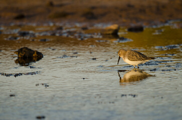 Dunlin Calidris alpina in winter plumage. Juncalillo del Sur. San Bartolome de Tirajana. Gran Canaria. Canary Islands. Spain.