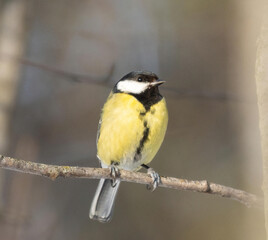 great tit perched at Saltykovsky forest park, Kosino-Ukhtomsky, Moscow, Russia at winter