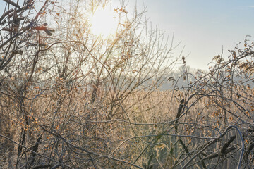 Morning winter landscape. Sun in the reeds.