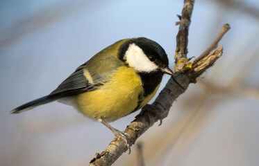 Obraz na płótnie Canvas great tit perched at Saltykovsky forest park, Kosino-Ukhtomsky, Moscow, Russia at winter