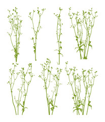 Fototapeta na wymiar Wild herbs set - grass for spring and summer outdoor natural design