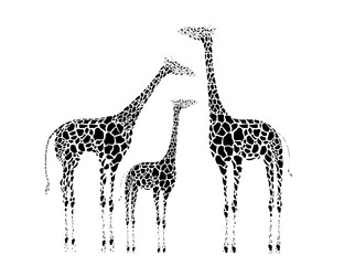 black and white giraffe family silhouette